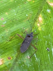 Leptoscelis elongator