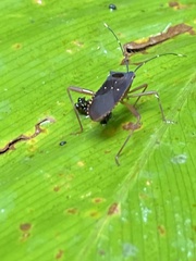 Leptoscelis elongator