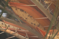 Apis mellifera scutellata