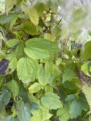 Clematis