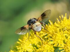 Ectophasia crassipennis