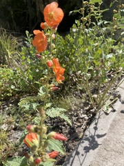 Sphaeralcea fendleri