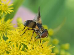 Ectophasia crassipennis