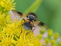 Ectophasia crassipennis