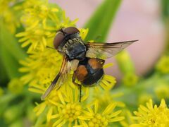 Ectophasia crassipennis