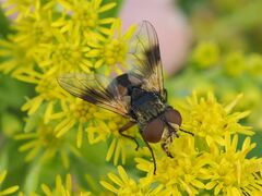 Ectophasia crassipennis