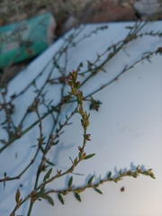 Polygonum aviculare