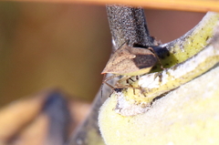 Euschistus variolarius