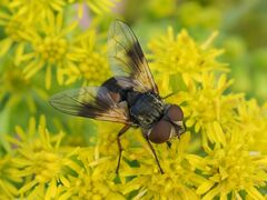 Ectophasia crassipennis
