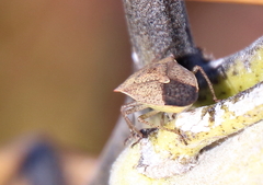 Euschistus variolarius