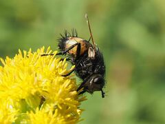 Nowickia ferox
