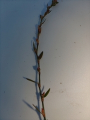 Polygonum aviculare