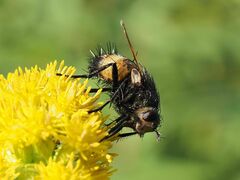 Nowickia ferox