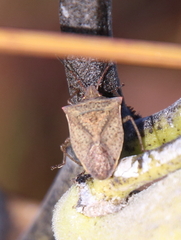 Euschistus variolarius