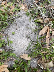 Pheidole obscurithorax