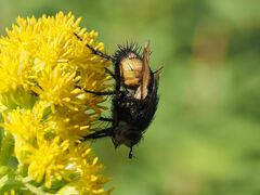 Nowickia ferox