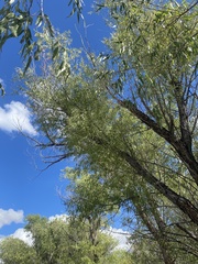 Populus angustifolia