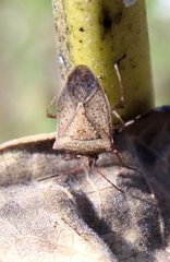 Euschistus variolarius