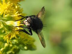 Nowickia ferox