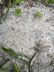 Pheidole obscurithorax