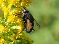 Nowickia ferox