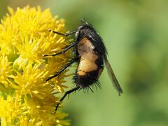Nowickia ferox