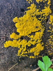 Calycina citrina