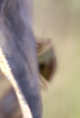 Euschistus variolarius