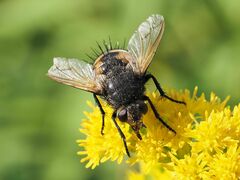Nowickia ferox
