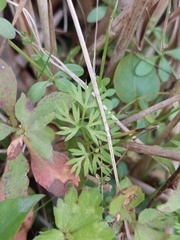 Cyclospermum leptophyllum