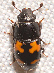 Glischrochilus fasciatus