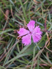 Dianthus seguieri