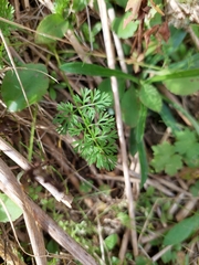 Cyclospermum leptophyllum