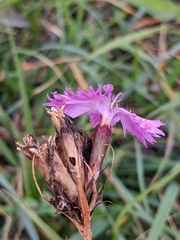 Dianthus seguieri