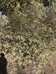 Ligustrum ovalifolium