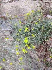 Diplotaxis tenuifolia