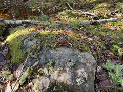 Stereocaulon saxatile