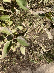 Ligustrum ovalifolium