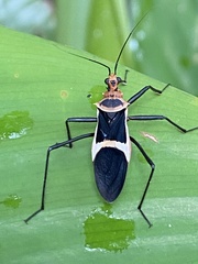 Zelurus circumcinctus