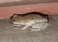 Litoria rubella