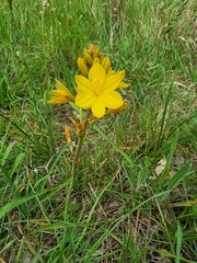 Bulbine bulbosa