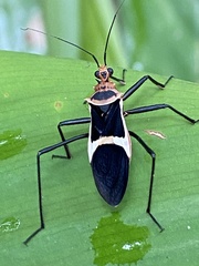 Zelurus circumcinctus