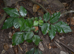 Micromelum minutum