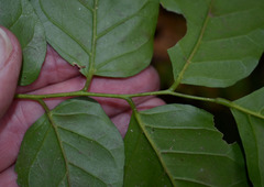 Micromelum minutum