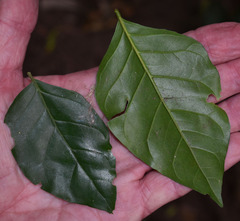 Micromelum minutum