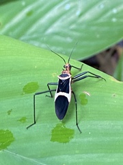 Zelurus circumcinctus