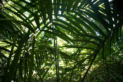 Arecoideae