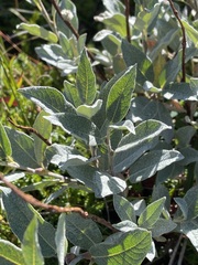 Salix lapponum
