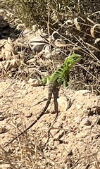 Ctenosaura hemilopha