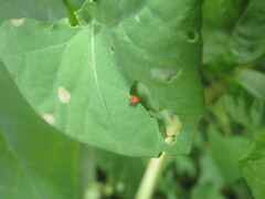 Rhinoncomimus latipes